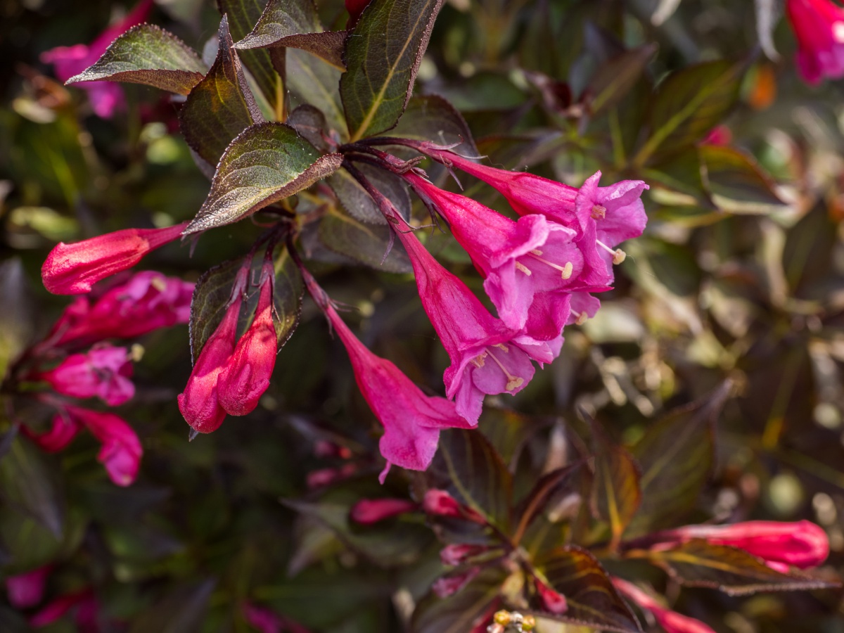 Weigela florida 'Elvera'